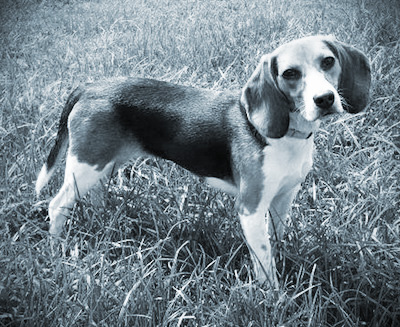 beaglebuilt blog